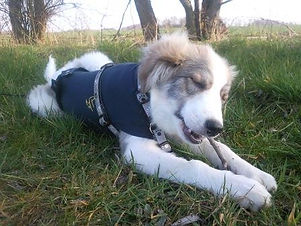 Amy - nach ihrer schweren Herz-OP