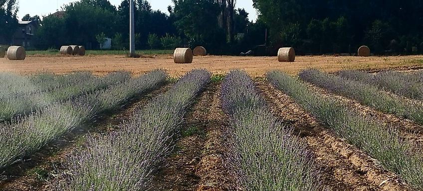 campo_lavanda_2.jpg