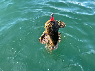 Oregon Lingcod Fishing