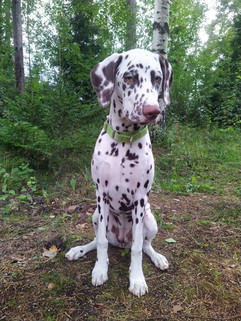 Tilda6kk1.jpeg