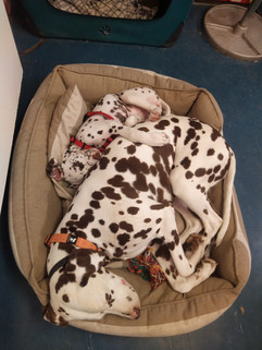 Tilda_puppy.jpeg