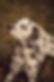 Image-empty-state.png