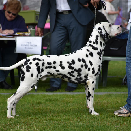 Karjaa All Breed Show 3.7.2016