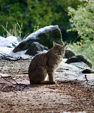 bobcat sitting in wilderness