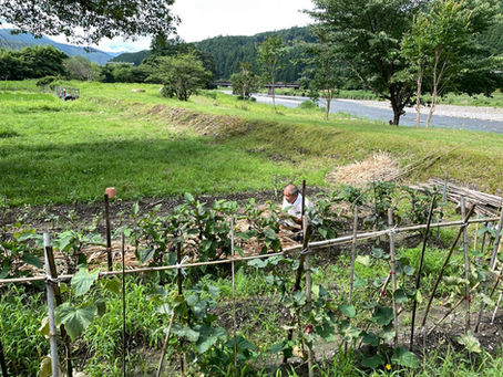 新鮮なの野菜を使った料理