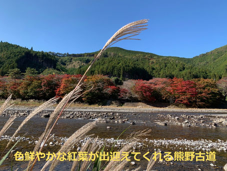 滝尻~近露を歩かれる方(要注意です)