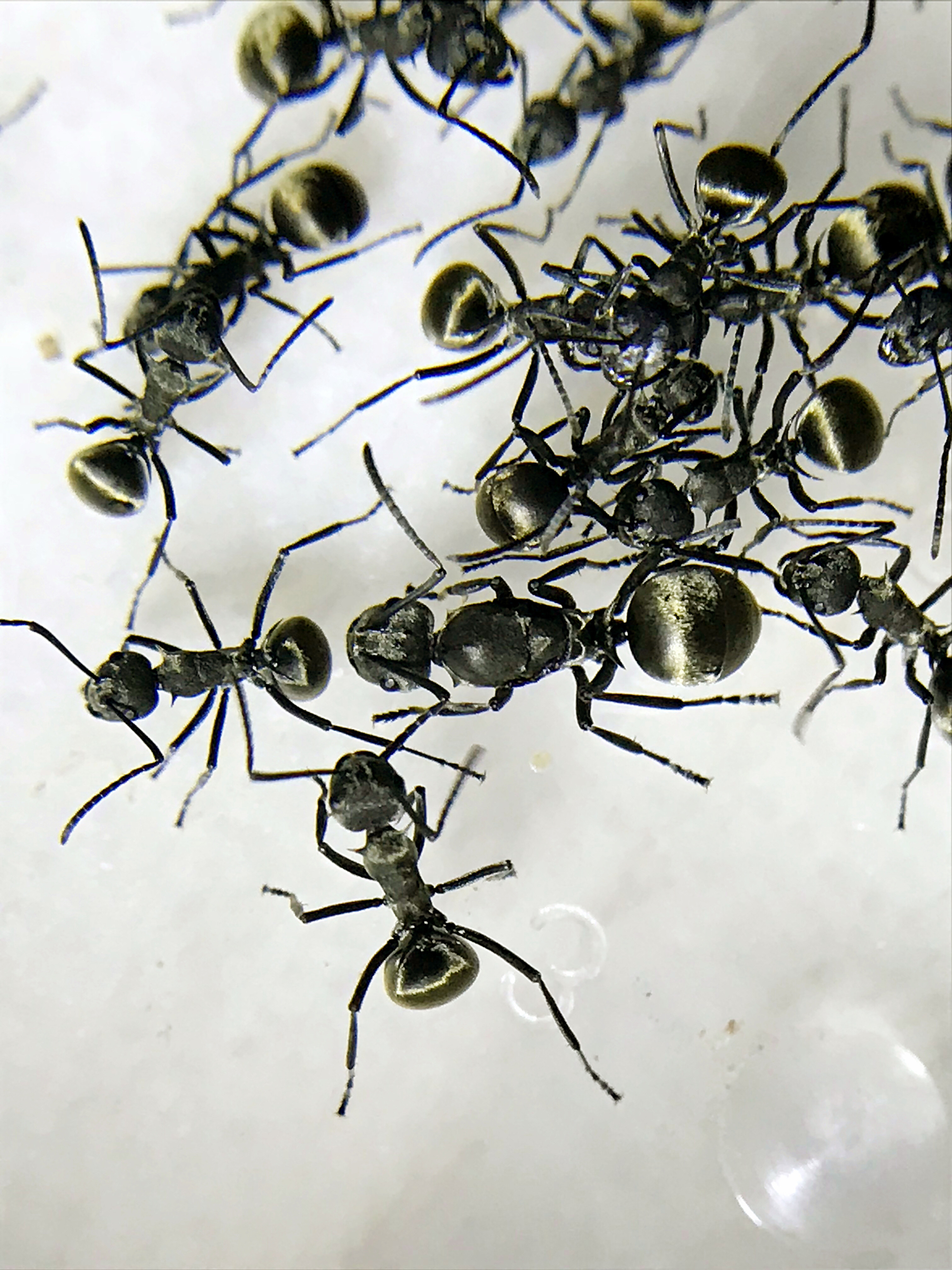 Polyrhachis Dives