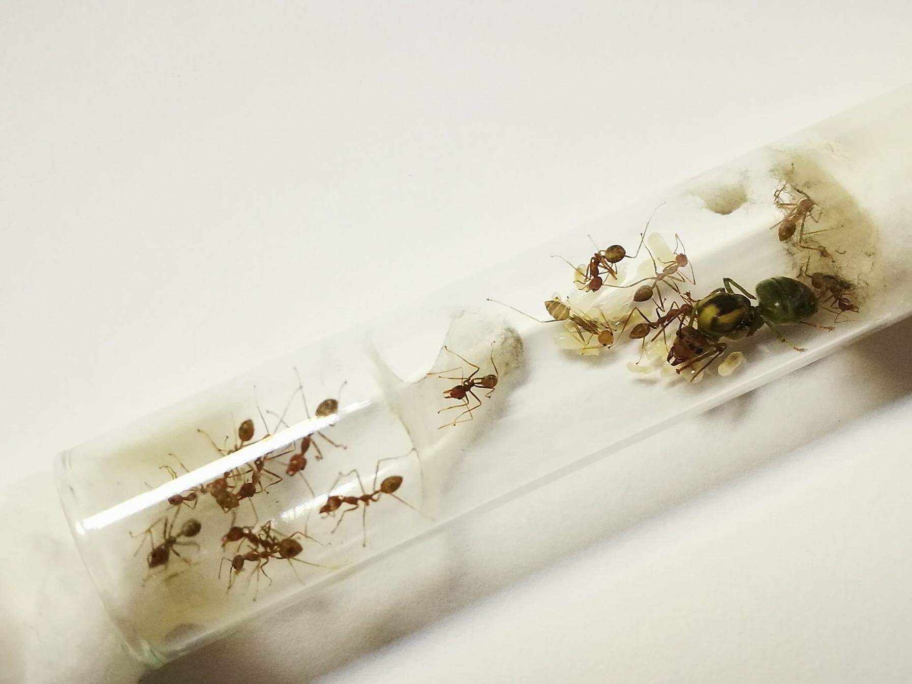 Oecophylla smaragdina