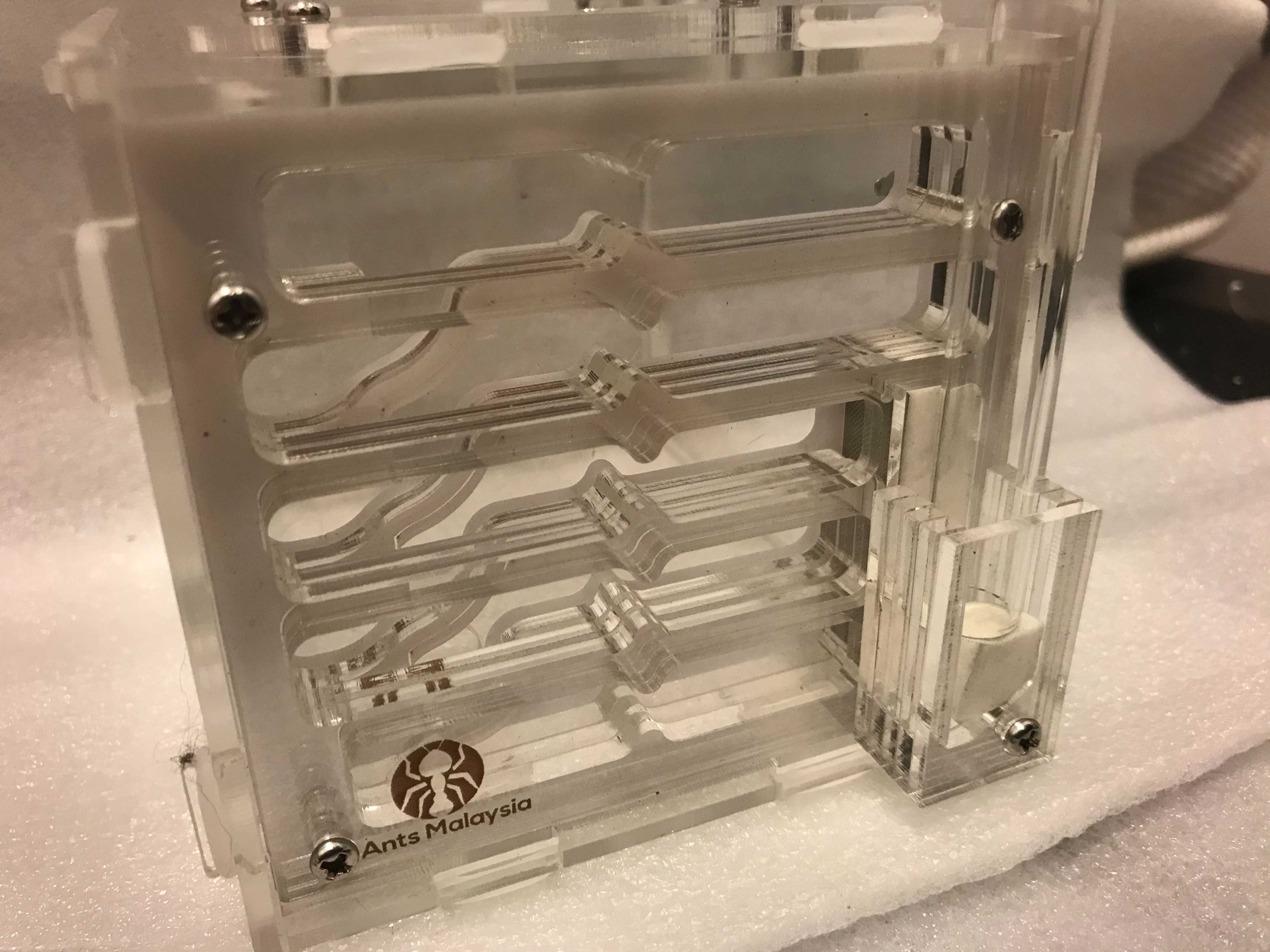 Beginner Formicarium