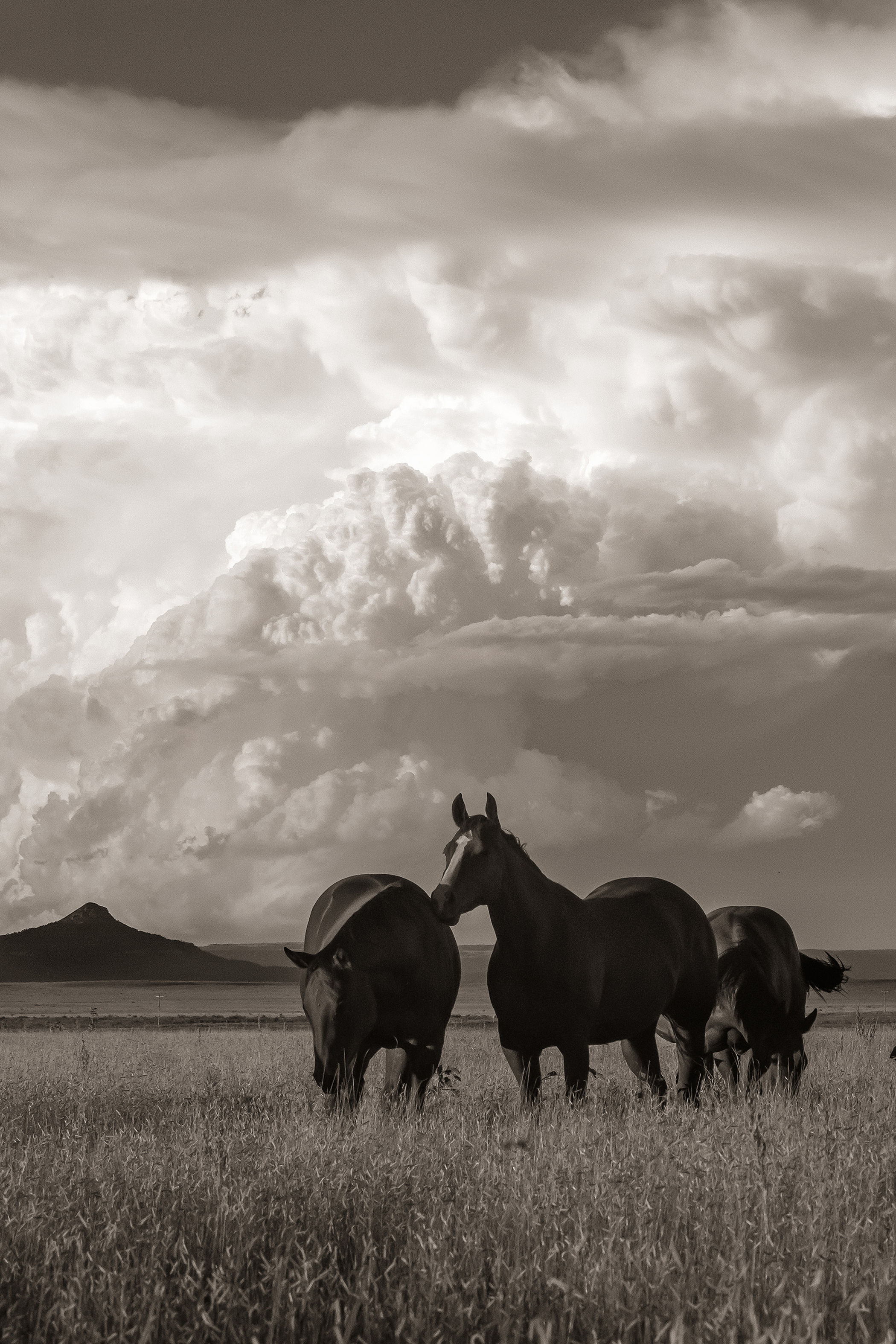 Ross Hecox – "Cimarron Storm"