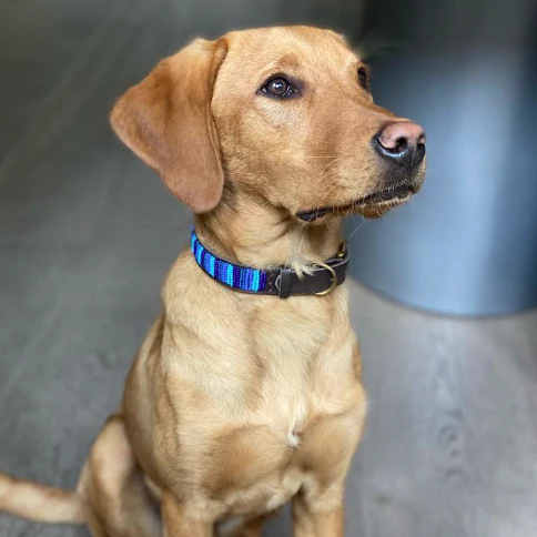 dog2_1024x1024.png.webp