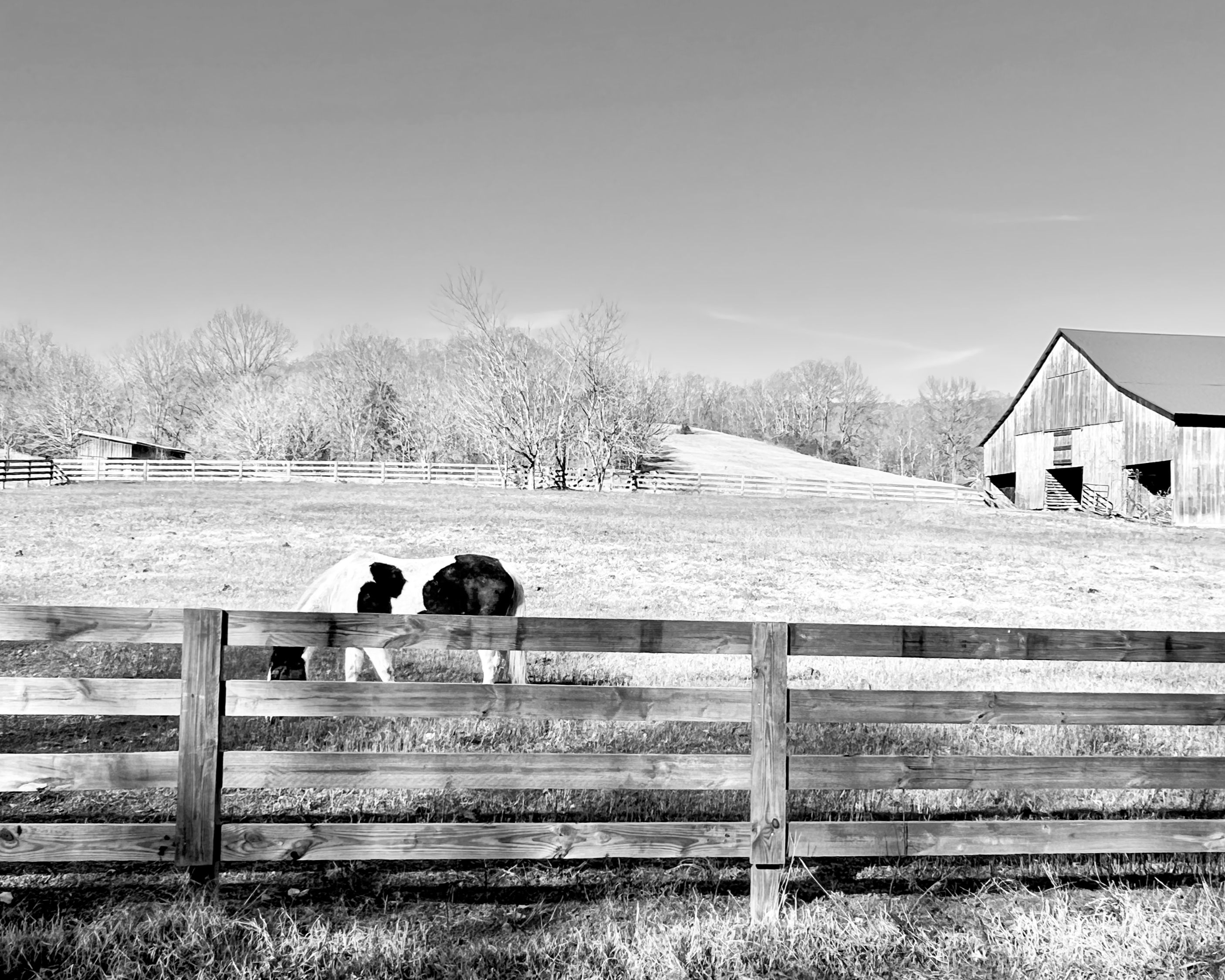 "Grazing in The Fork"