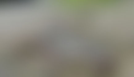 Cientistas descobrem 27 novas espécies durante expedição no Peru