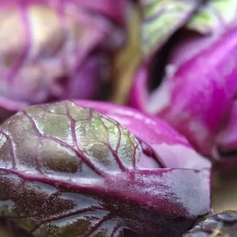 Baker Creek Brussels Sprouts Red Rubine 3.webp