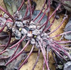 Baker Creek Brussels Sprouts Red Rubine 2.webp