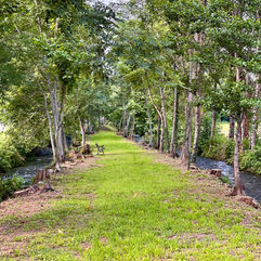 Bosco, wood, green, natura, verde, fiumi, acqua, eventi, cuneo