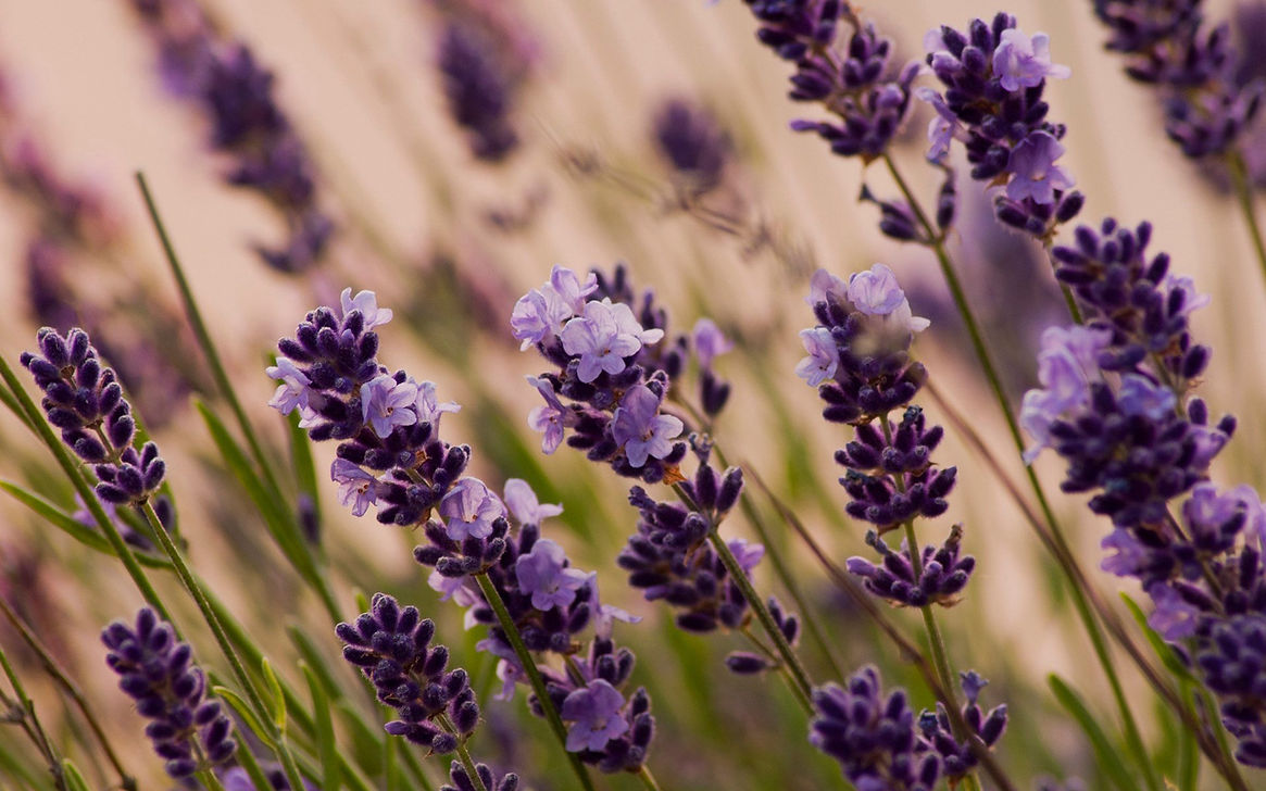 Yardley of London - Lavender, English Rose, Lily of the Valley and April Violets