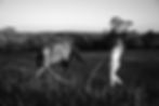 Horse Energy_edited.jpg