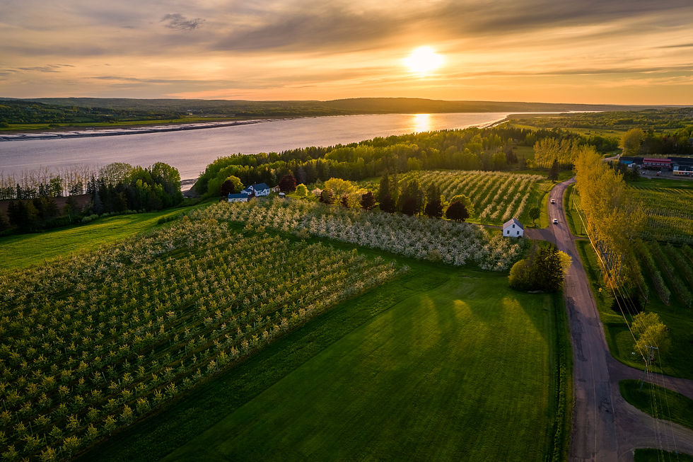 Aerial shot of a country road with a river and apple orchard by its side at sunset
