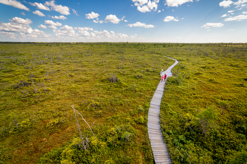 The Bog Trail