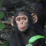 chimp_id_photo_pos_janil.jpg