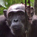 Emmie - Erwachsene Schimpansedame