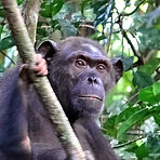 Joy - Erwachsene Schimpansendame