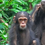 chimp_id_photo_pos_eleywa.jpg