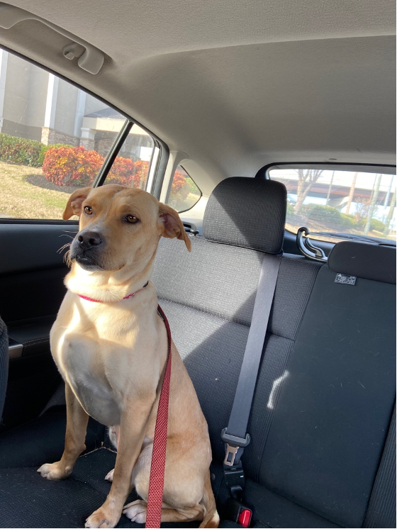 nashville tn dog shelter