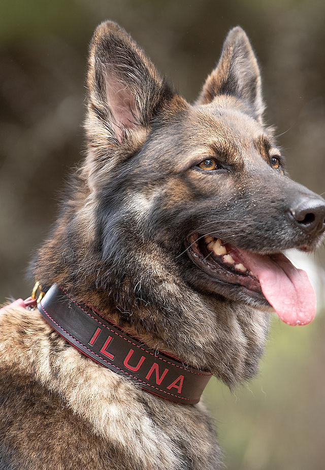 Halsband fr Hunde mit Namen  KL Dog Accessories