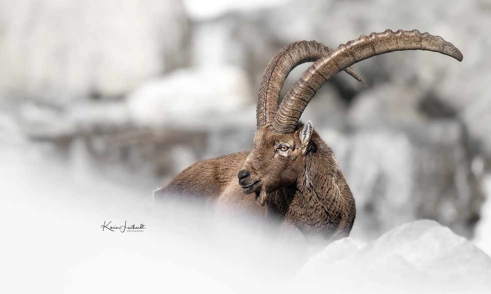 Alpine ibex in snowy mountain landscape ntural wildlife photography
