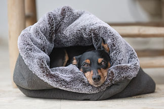 A dog in a cuddle sack: dog accessories that you can buy in the online shop.