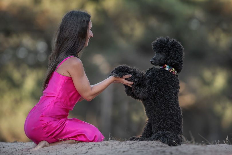 Auf einem Foto ist aus einer Seitenansicht zu sehen, wie ein schwarzer Pudel Männchen macht, seine Pfoten werden von einer Frau in pinkem Kleid gehalten.