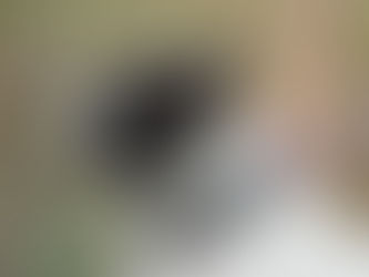 Warum handgefertigte Hundehalsbänder und Hundeleinen ein Statement sind