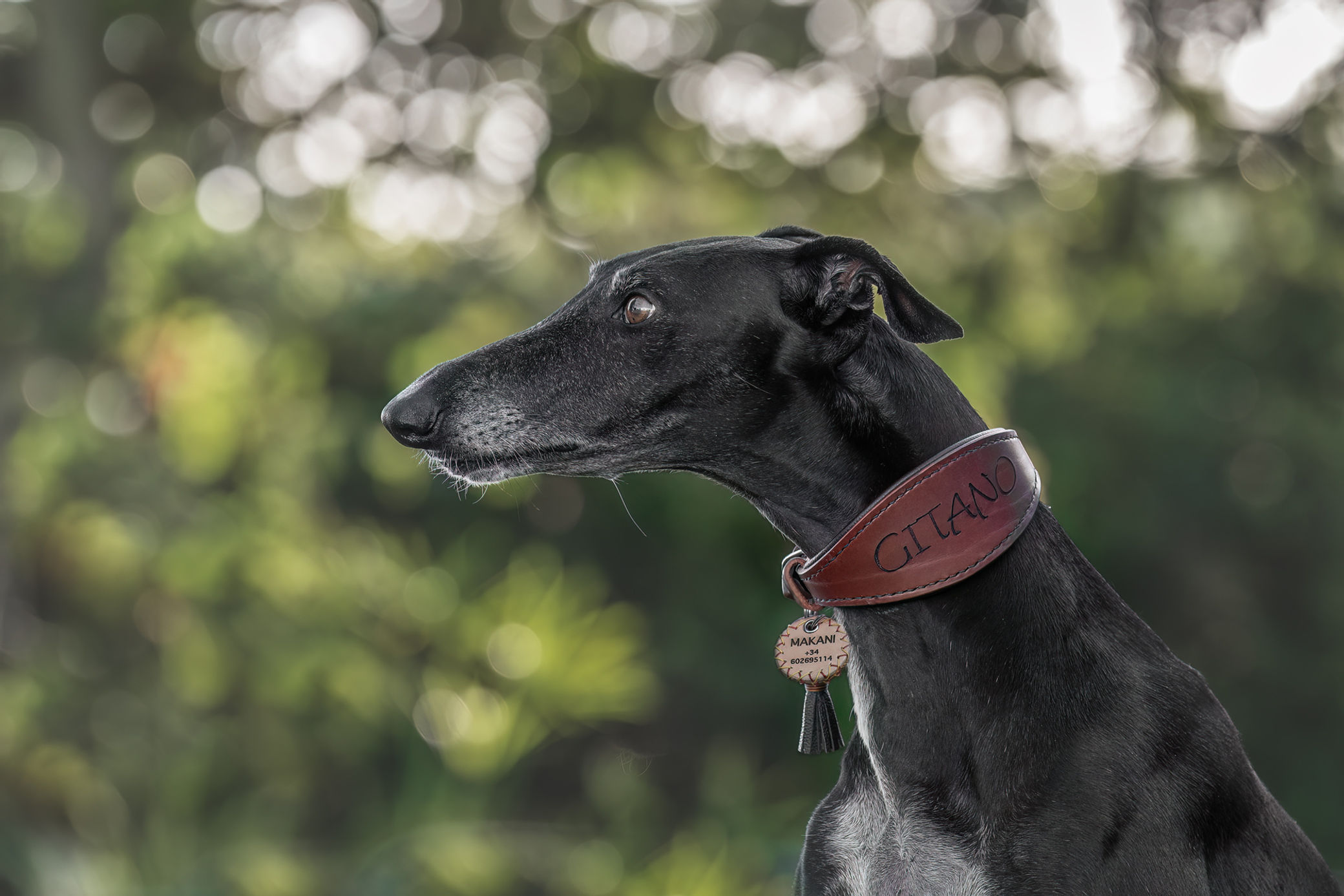 Gepolstertes Windhund/Galgo Halsband aus Leder: ALAYA