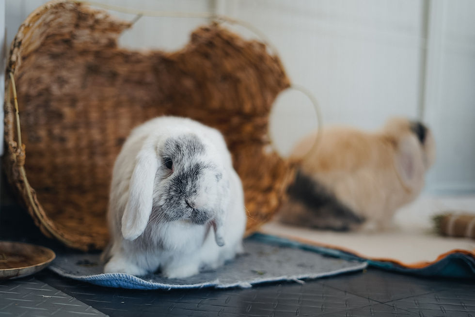 Properly stored Timothy hay for rabbits