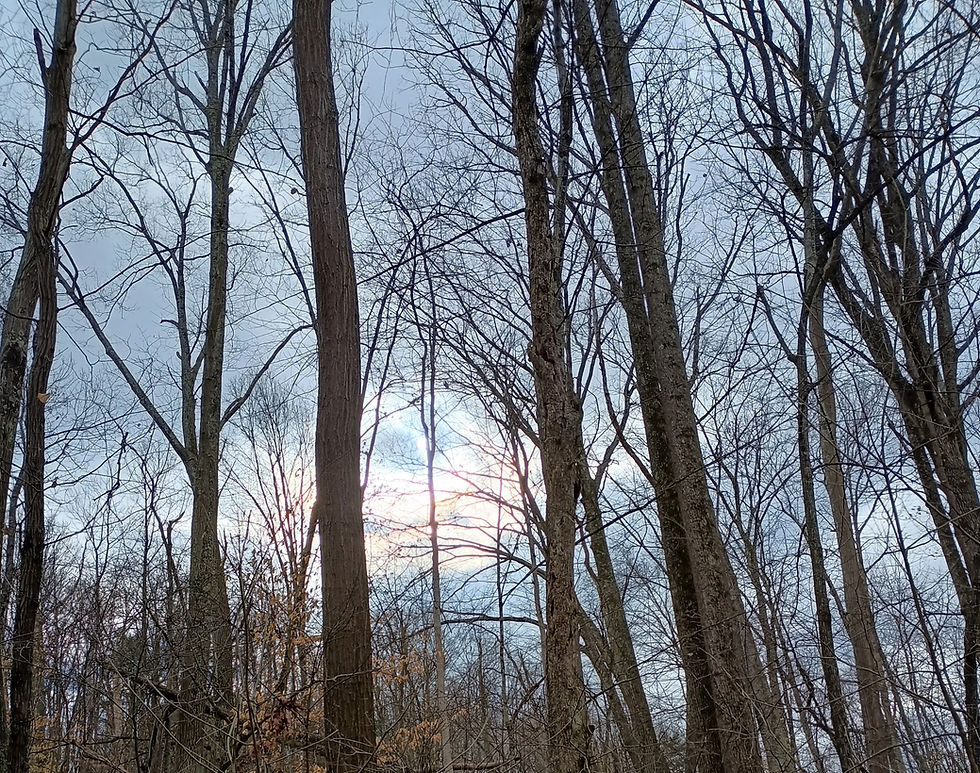 IMG_20240317_161630974_HDR_edited.jpg