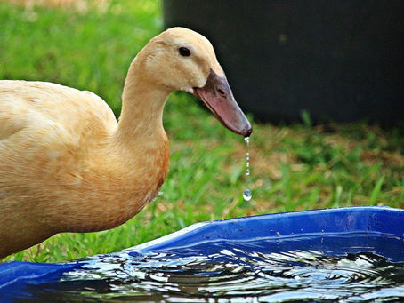 Embracing Sustainability: Exploring the Environmental Benefits of Duck Farming