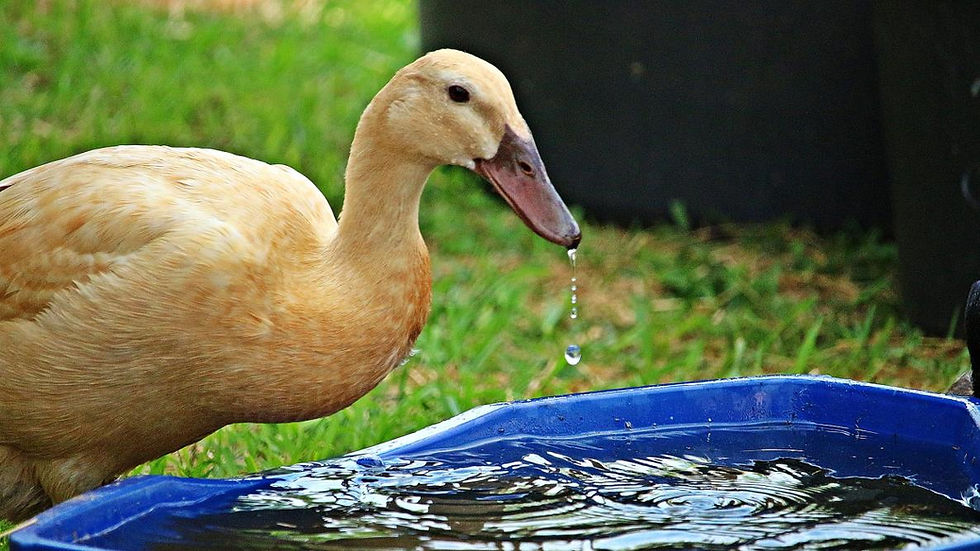 Embracing Sustainability: Exploring the Environmental Benefits of Duck Farming