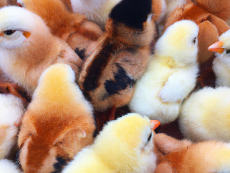 Peep Show: Tips and Tricks for Identifying the Sex of Baby Chicks