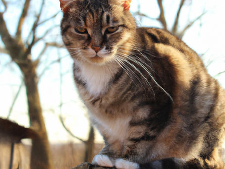Guardians of the Barn: Celebrating the Essential Role of Barn Cats