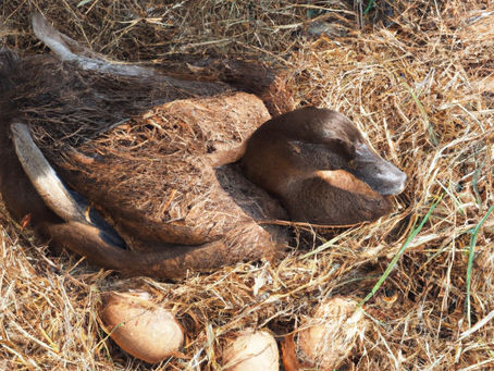 Exploring the Challenges of Duck Nesting Spaces: Where and Why Ducks Choose to Lay Their Eggs