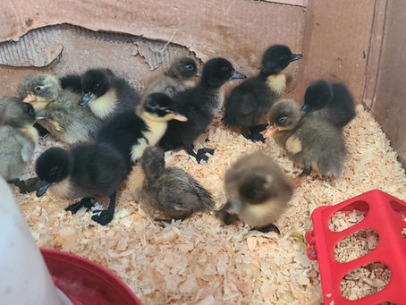 A Guide to Successfully Incubating Duck Eggs: Preparation and Care