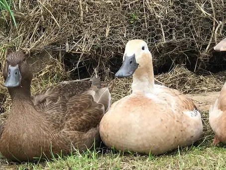 How to Get Your Ducks to Start Laying Eggs Again