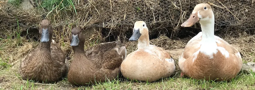 Ducks in a row