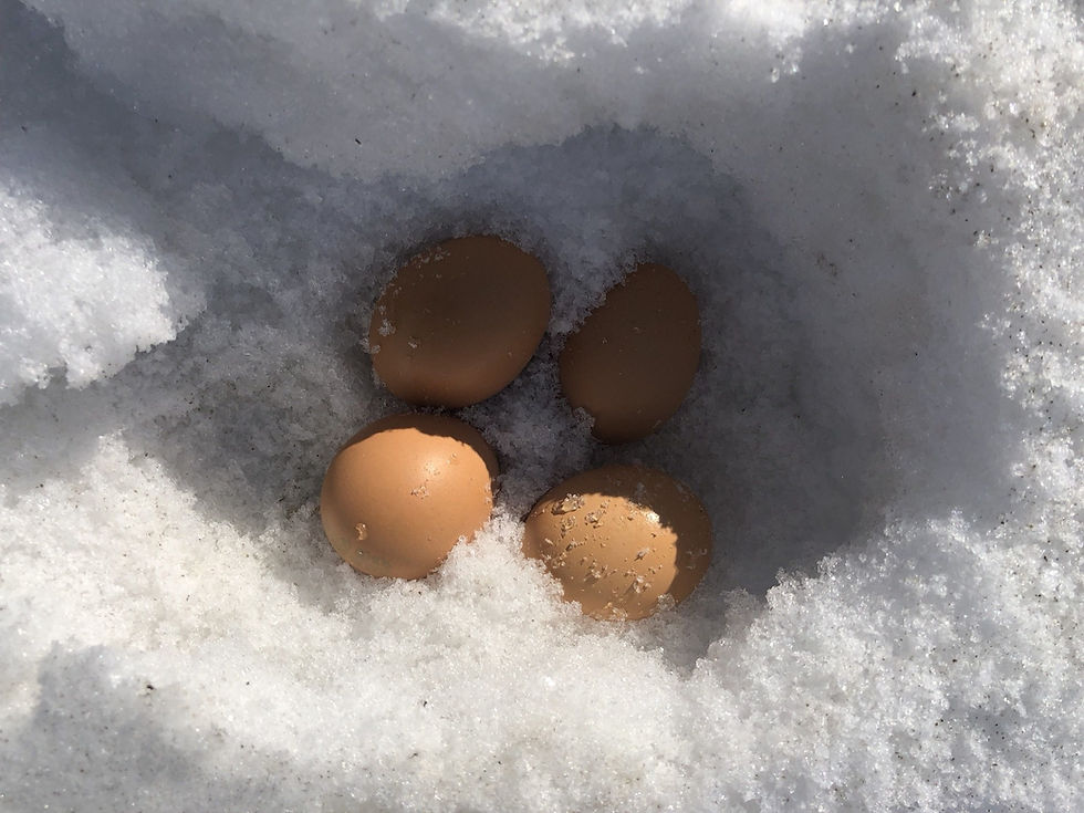 Eggs in snow