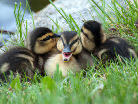 A Quacktastic Journey: A Guide to Raising Ducklings