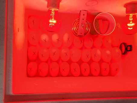 DIY Eggcellent: Hatching Success with Your Styrofoam Cooler Incubator!