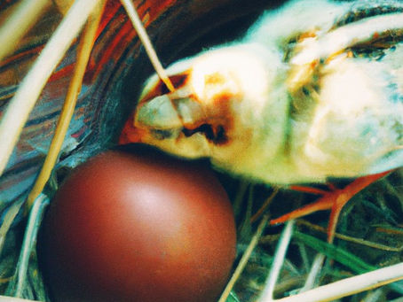 The Journey of Incubating, Hatching, and Raising Chicks: A Guide to Chicken Parenthood