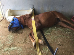 The Connell Flex Guide (The Connell)